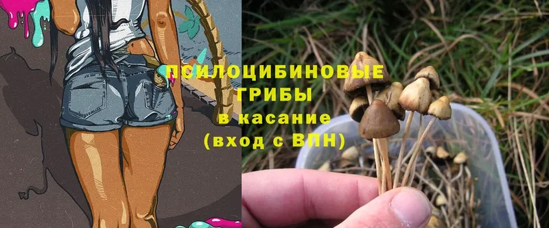 Галлюциногенные грибы Cubensis  Красный Сулин 